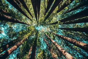 Wald von unten